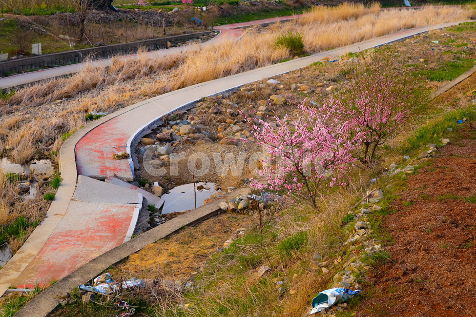 갈대,매화,하천,자연,풍경,나무,봄,계절,spring,season,자연,풍경,nature,landscape,ground,바닥