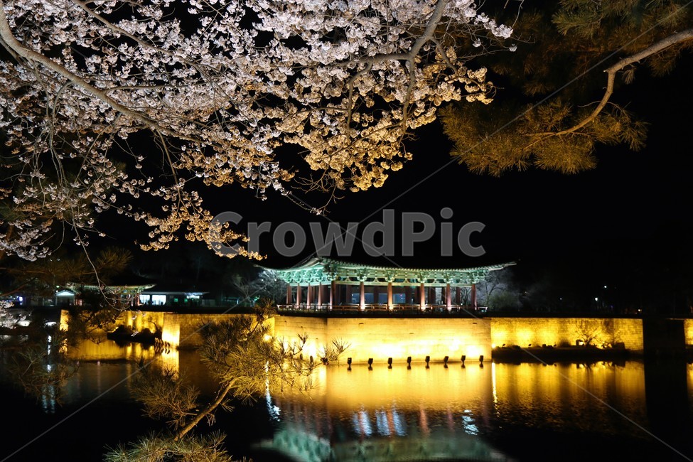 한국적인,야경,관광지,벚꽃,안압지,경주,야경,밤,풍경,nightscape,night,landscape,랜드마크,landmark,tourist attraction,한국랜드마크,한국관광지,한국명소,korea landmark,korea tourist attraction,건축물,건물외관,exterior,building,structure,architecture,construction