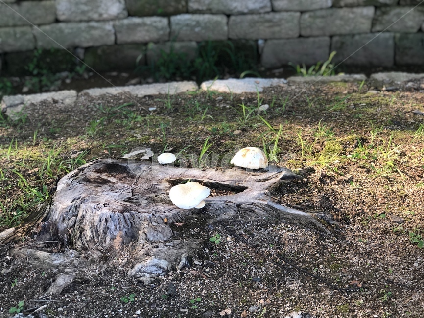 ground,바닥,버섯,mushroom,tree,나무