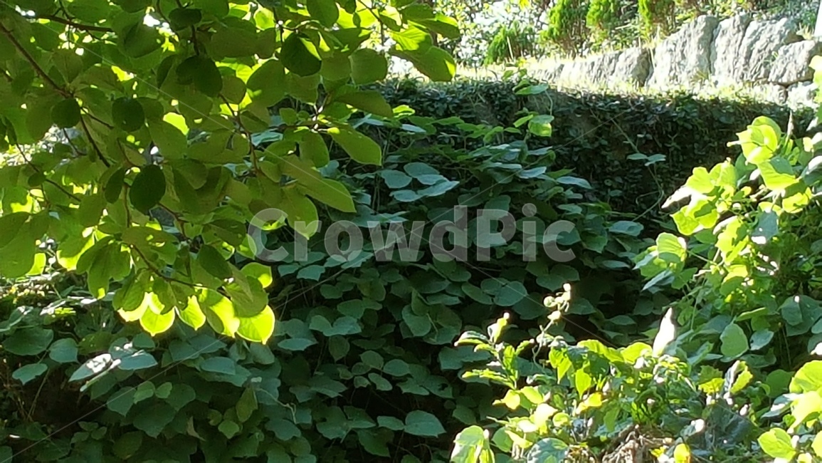 자연,풍경,경치,숲,연두,식물,식물,자연,plants,nature