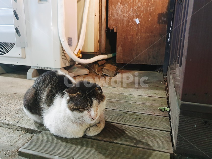 고양이,동물,sleep,cat,animal,자는고양이