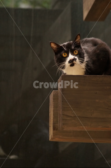 cat,animal,고양이,길냥이,캣,동물,동물,animal,포유류,mammal,고양이,cat,kitten,kitty
