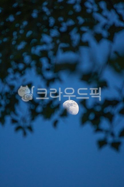 배경화면,wallpapers,밤하늘,자연,달,풀,나무,wood,moon,nuture