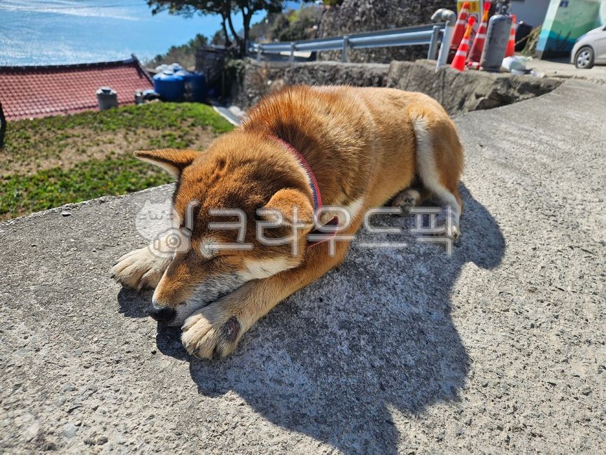 animal,Shiba Inu,dog,pet