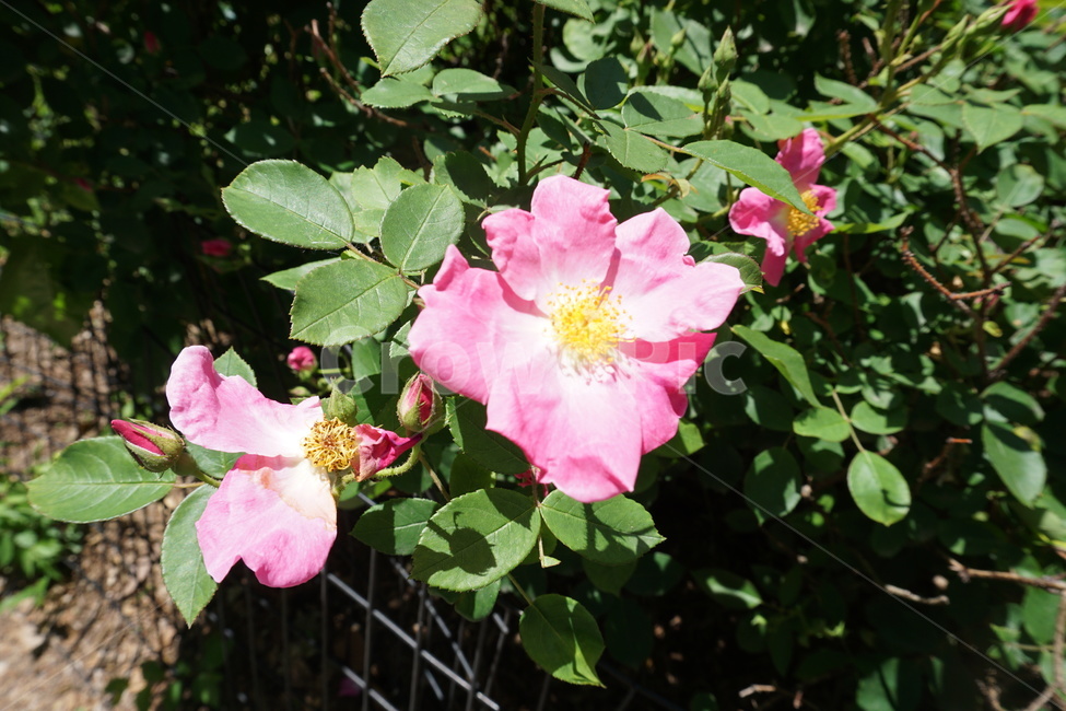 flower,꽃,식물,plant,분홍색꽃,pinkflower