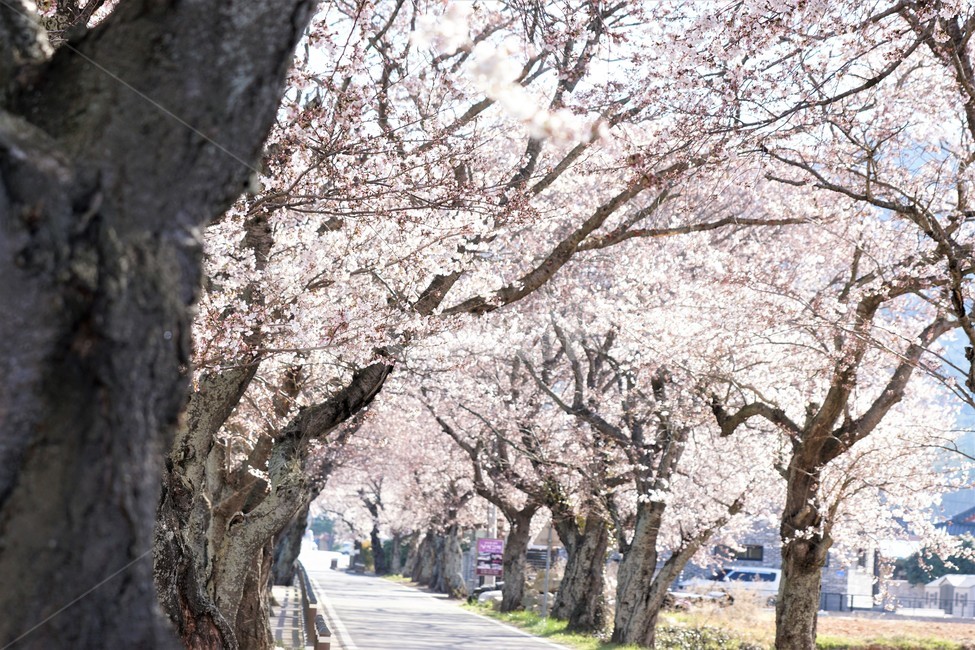 벚꽃,봄,꽃,나무,자연,식물,풍경,예쁨,아름다움,하얀색,분홍색,감성,느낌,nature,flower,spring,white,pink,beauty,emotion,feeling,trees,봄,계절,spring,season,자연,풍경,nature,landscape,plant