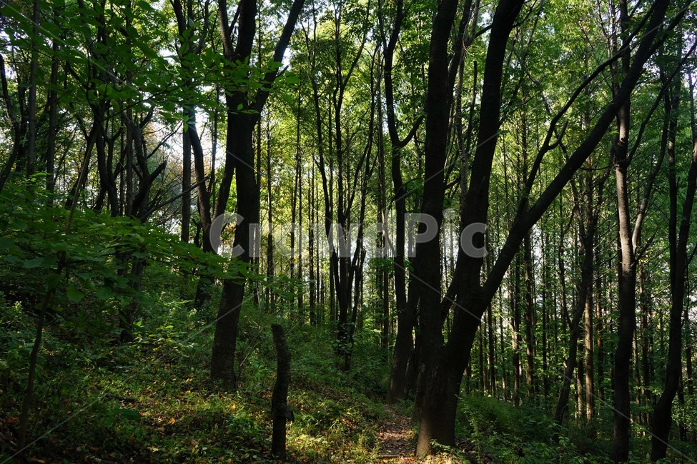나무,녹색,숲,초가을,자연,nature,trees,green,woods,fall,autumn,relaxation,healing,힐링,휴식,시원함,고요함,cool,calm,forestbathing,freshness,에코,자연환경,자연,풍경,nature,landscape,vegetation,초목,plant,식물,forest,outdoors,옥외,tree,woodland,삼림지,land,땅,grove,작은 숲,tree trunk,나무 줄기