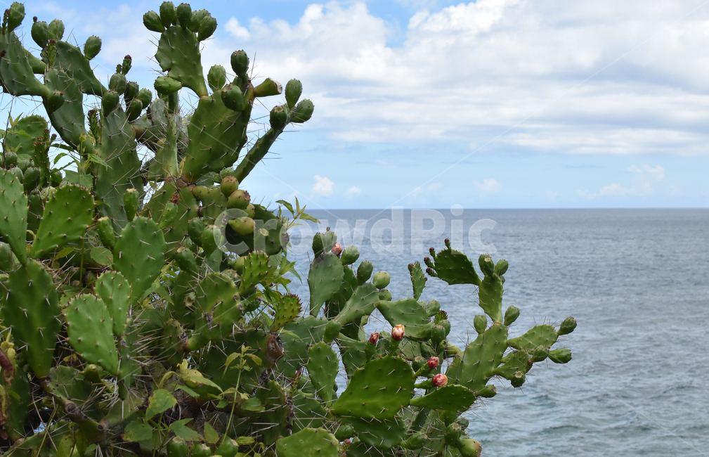 선인장,바닷가선인장,바다와선인장,cactus,선인장열매