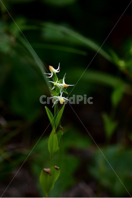 닻꽃,야생화,식물,자연,꽃,생태,힐링,플라워,wildflower,flower,plants,nature,season,감성,느낌,emotion,feeling,여름,용담목,용담과,닻꽃속,식물,자연,plants,nature,꽃,flower