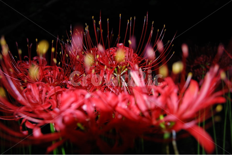 영광,불갑사,꽃무릇,꽃무릇축제,상사화,식물,자연,plants,nature,꽃,flower