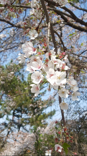 벚꽃,벚꽃축제,벚꽃나무,꽃,봄꽃