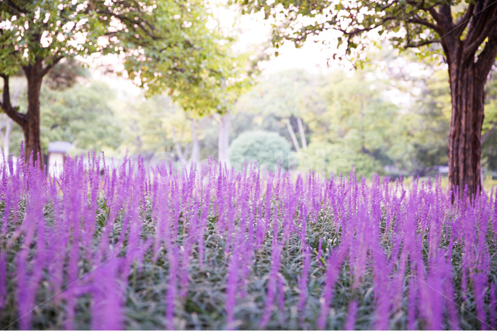 여름,맥문동,꽃,보라색,감성,summer,flower,purple,violet,식물,자연,plants,nature,꽃,flower