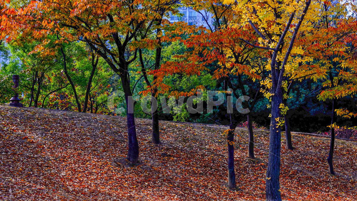 가을,단풍,낙엽,산책로,만추,가을,계절,fall,autumn,season,tree,나무,plant,식물,ground,바닥,leaf,잎
