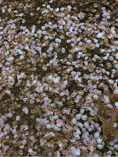 꽃길,봄,벚꽃,길,꽃잎