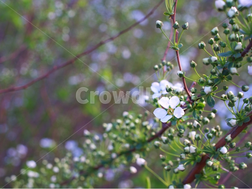 식물,꽃,봄꽃,감성,감성사진,봄꽃사진,꽃사진,거리,스냅,봄,계절,spring,season,식물,자연,plants,nature,꽃,flower,plant,blossom,geranium,제라늄
