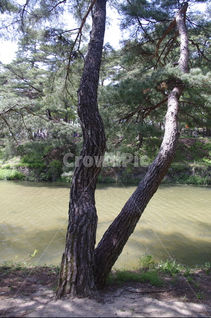 소나무,나무,식물,plant,자연,nature,강,식물,자연,plants,nature,나무,trees,wood