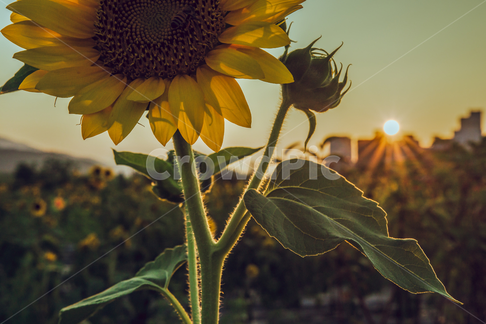 green,sun,sunflower,flower,Field,sunlight,lens flare,Freshness,gay