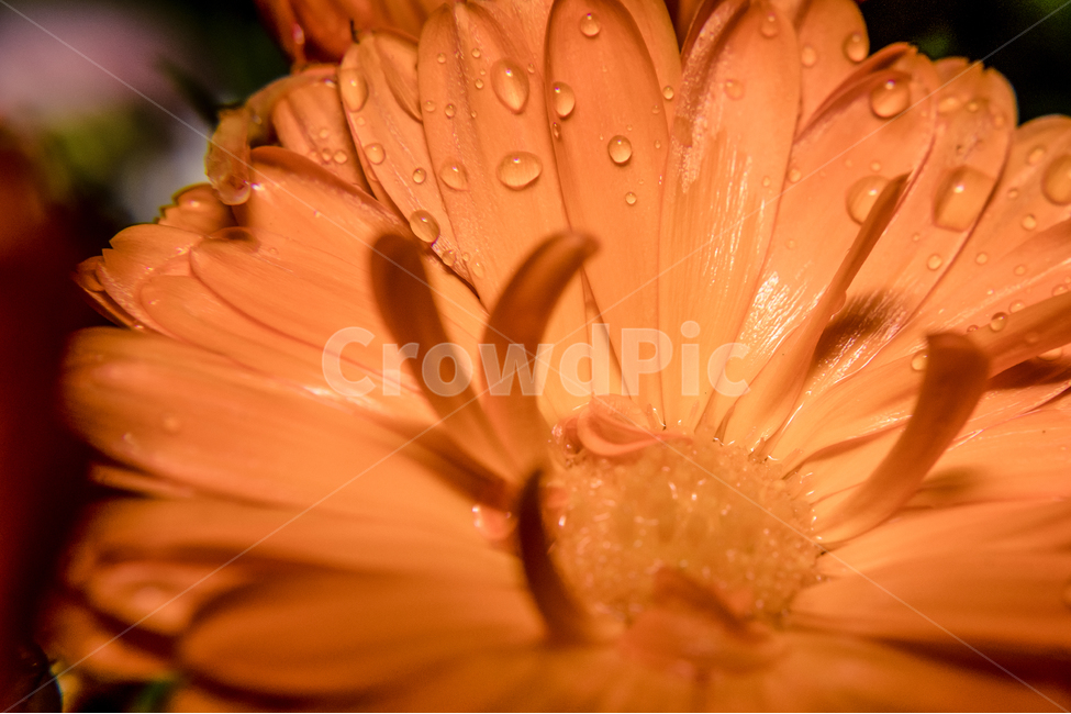 봄,꽃,향기,산책,flower,금잔화,비,식물,자연,plants,nature,꽃,flower