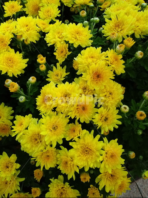 국화,꽃,식물,flower,plant,노란색꽃,식물,자연,plants,nature,꽃,flower