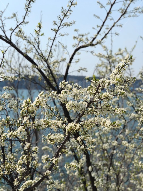 벚꽃,꽃,봄,바다,풍경,flower,cherryblossom,spring,sea,식물,자연,plants,nature,꽃,flower