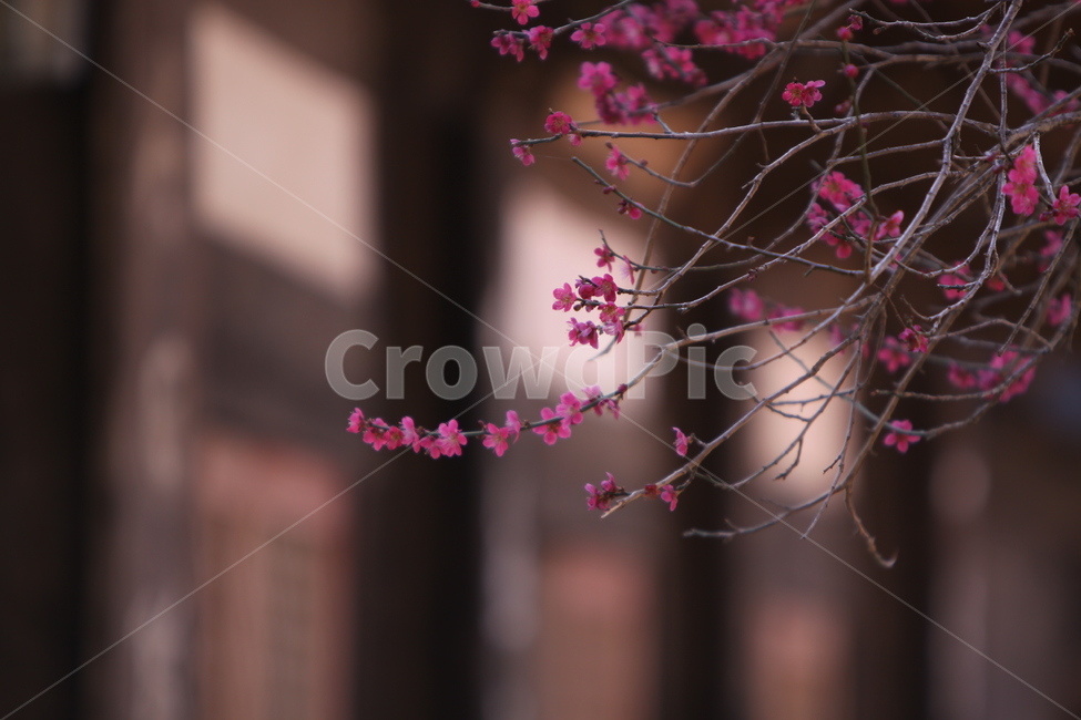 전남,구례,화엄사,흑매,매화꽃,사찰,각황전,4월,꽃,빛,봄,계절,spring,season,식물,자연,plants,nature,꽃,flower,plant,blossom