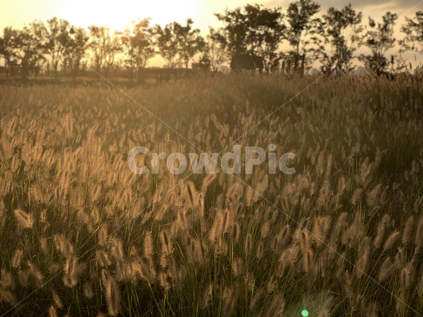 grass,잔디,plant,reed,식물,가을,계절,fall,autumn,season
