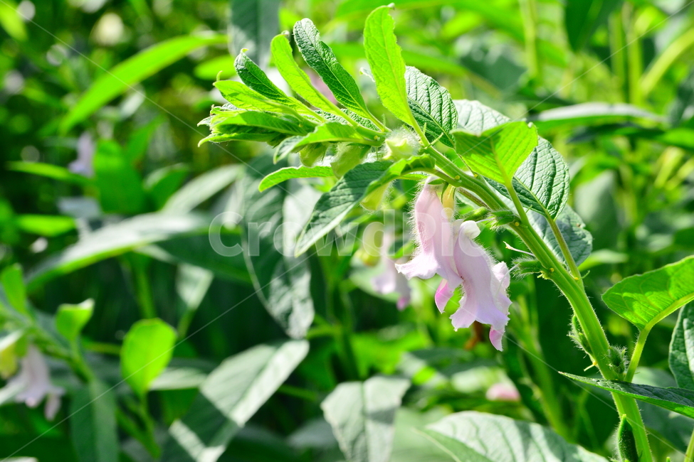 참깨,참깻잎,참기름,참깨밭,참깨꽃,고소한맛,건강식품,sesame,향기,식재료,초본,식물,1년초,밭농사,시골,재배,신선한,싱싱한,무성한,풍작,녹색,그린,green,식물,자연,plants,nature,꽃,flower