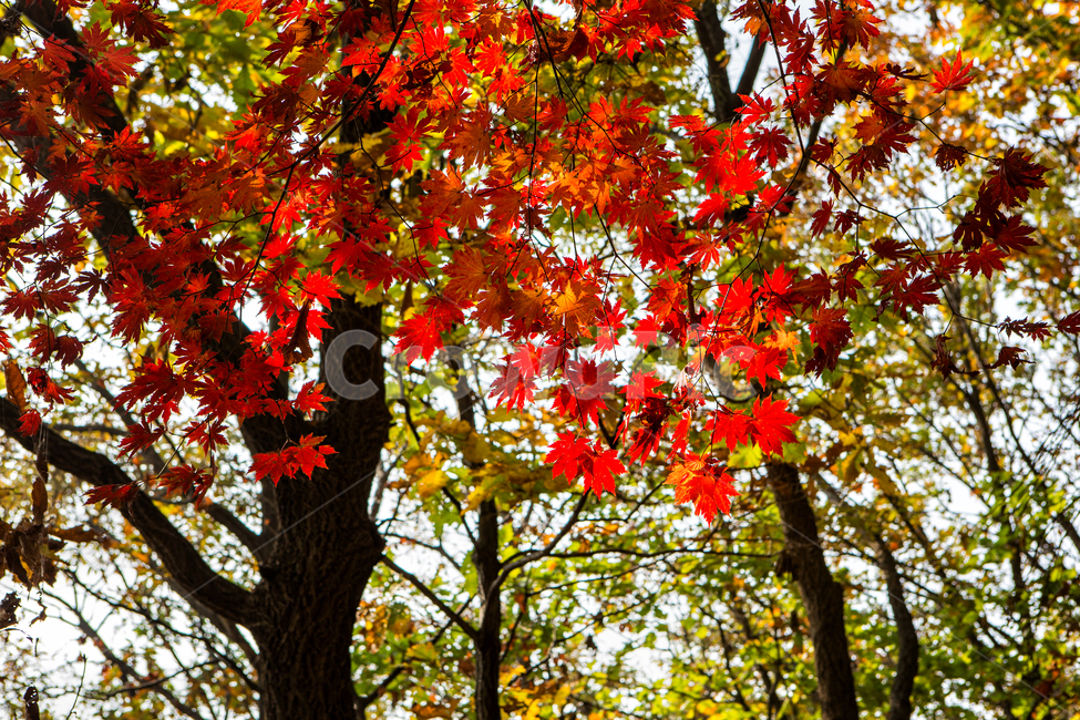 단풍,가을,빨간단풍,나무,잎,알록달록,가을,계절,fall,autumn,season,자연,풍경,nature,landscape,식물,plants,나무,trees,wood,plant,leaf,tree,maple