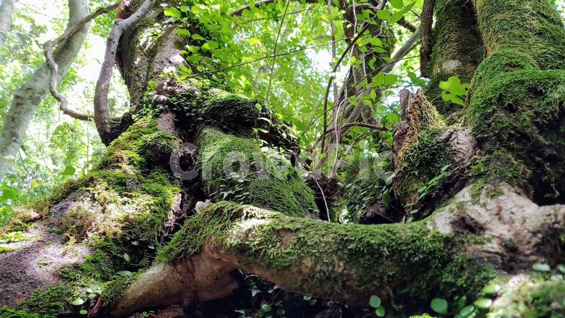 제주도,제주숲,곶자왈,제주원시림,제주화산암,jejuforest,nature,green,jejuforestlandscape,tree,forest,자연,제주도자연