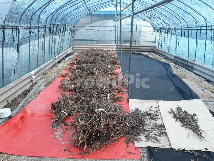 참깨,greenhouse,온실,추수,건조,비닐하우스,농업,농사,agriculture,farming,farming industry