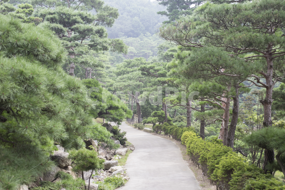 숲길,풍경,경치,소나무,로드,road,way,자연,힐링,자연,풍경,nature,landscape,한국자연풍경,한국자연경관,korea nature landscape,outdoors,옥외,plant,식물,tree,나무