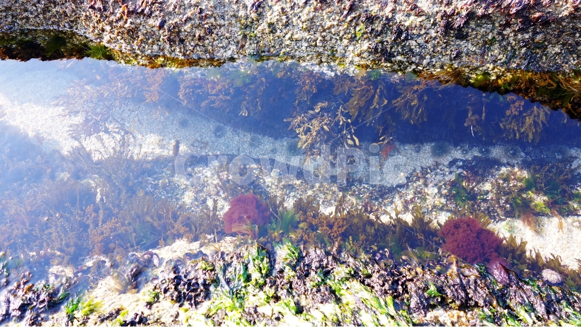 바다,물속,해초,바위,sea,자연,풍경,nature,landscape