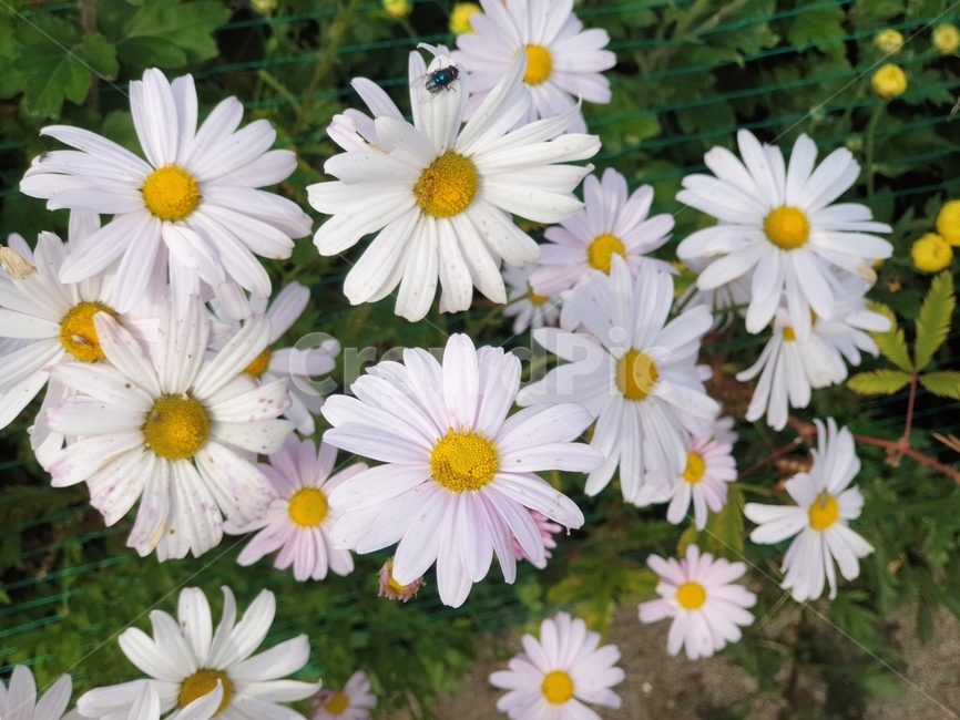 plant,식물,꽃,flower,데이지
