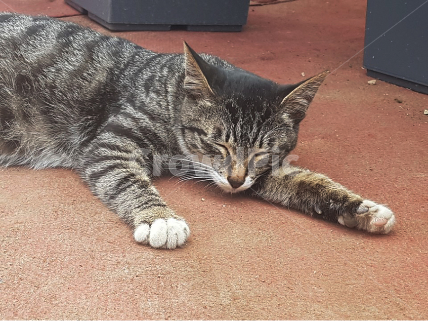 고양이,cat,길냥이,낮잠,포근함,nap,동물,animal,포유류,mammal,고양이,cat,kitten,kitty