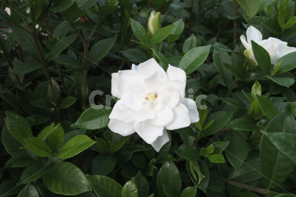 plant,acanthaceae,식물,blossom,잔잔과,꽃,장미,rose