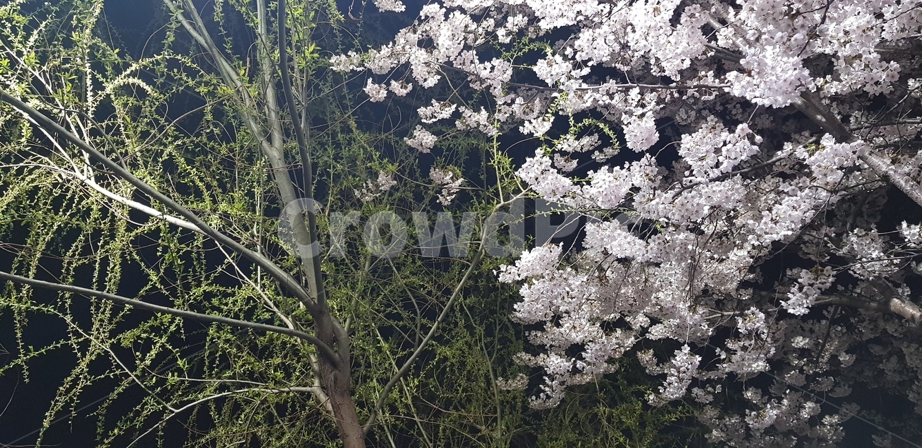 blossom,벚꽃,flower,꽃,나무