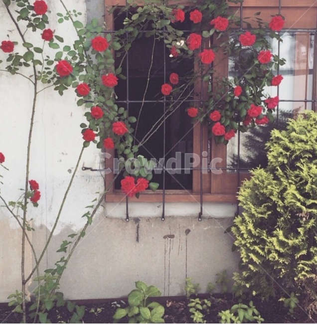 창문,window,장미,rose,넝쿨,vine,풍경,view,아름다움,beauty,식물,자연,plants,nature,꽃,flower,감성,sensible,feeling,빈티지사진,빈티지느낌,빈티지감성,vintage