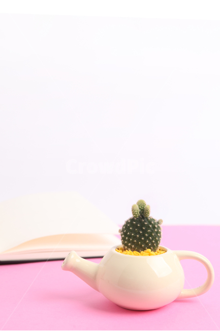 선인장,다육식물,다육이,봄,반려식물,식물,자연,plants,nature,실내용화초,화분,화초,house plant