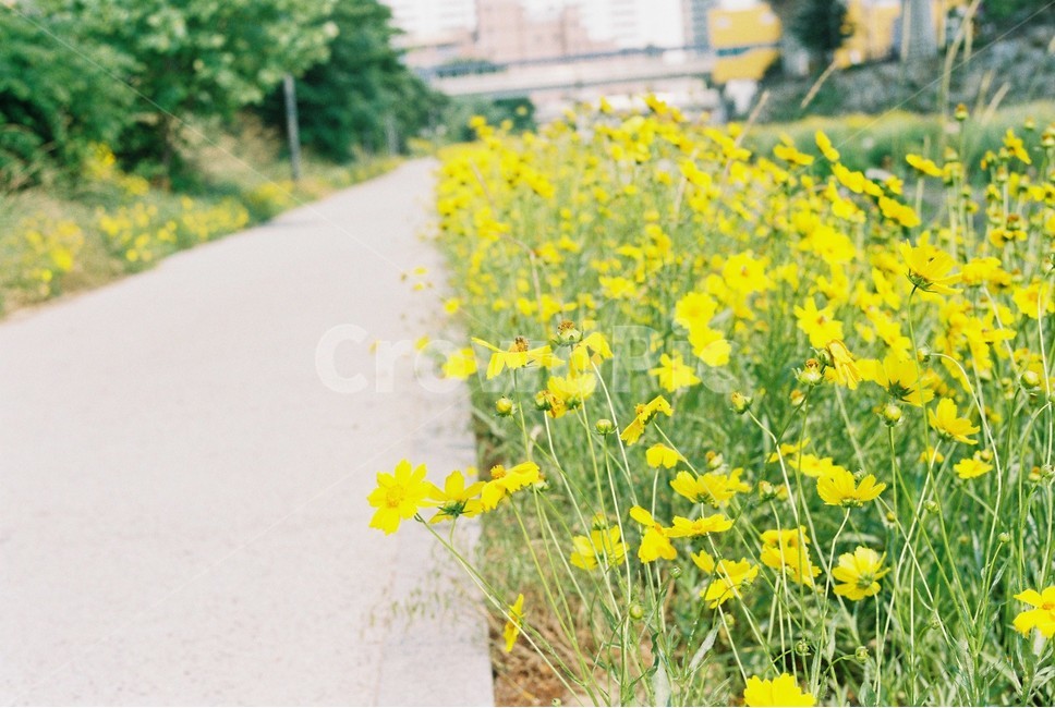 들꽃,노란꽃,산책길,꽃길,산책,조깅,한강,한강산책