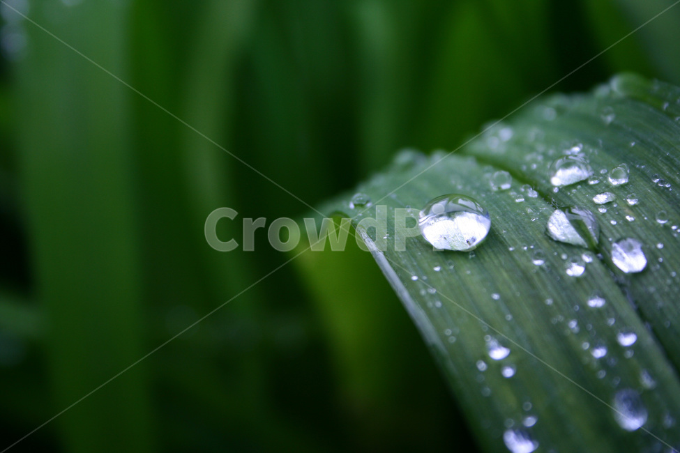 plant water droplets,water drop,leaf water drop,Dew,grass leaf water drop