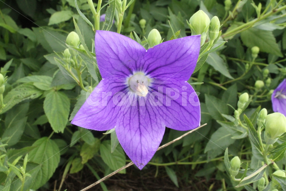 꽃,도라지,도라지꽃,식물,약초,Balloonflower,식물,자연,plants,nature,꽃,flower