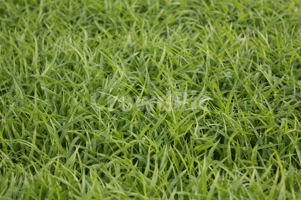 빗방울,wet,clean,closeup,drop,farm,field,fresh,grass,green,greenrice,grow,lawn,meadow,nature,nobody,outdoor,pattern,plant,rain,rice,spring,texture,water,waterdrop,초록색,물,녹색,그린,모,모내기,벼,싹,새싹,풀,잔디,풀밭,이슬,젖은,젖어있는,잔디밭,봄,비오는날,물방울,자연,블러,아웃포커스,포커스아웃,식물,농사,논농사,잎,잎사귀,나뭇잎