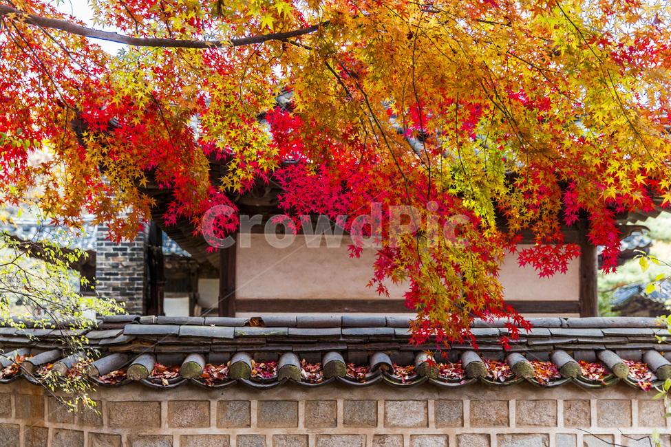 단풍,가을,기와,문양,담장,가을,계절,fall,autumn,season,한국전통,한국문화,korean traditional,korean culture,건축물,건물외관,exterior,building,structure,architecture,construction,leaf,잎,plant,식물,tree,나무,maple