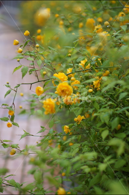 황매화,봄,노랑,낮,풍경,꽃,식물,자연,plants,nature,꽃,flower