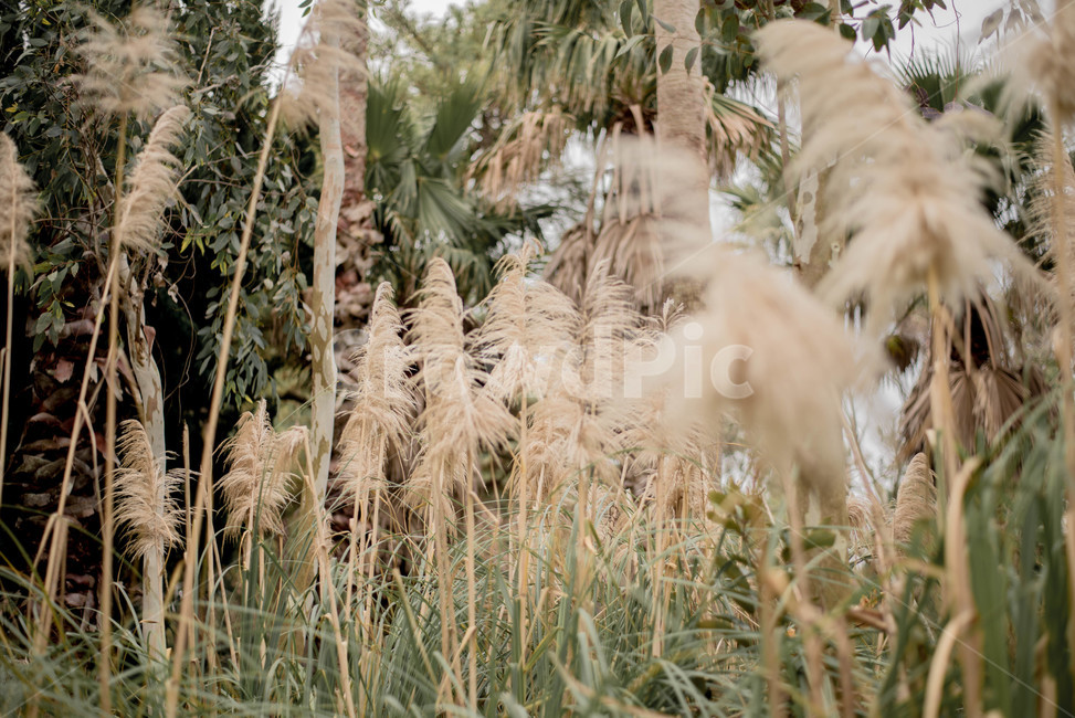 식물,팜파스,팜파스그라스,나무,잎사귀,자연,풍경,nature,landscape,plant,grass,잔디,lawn