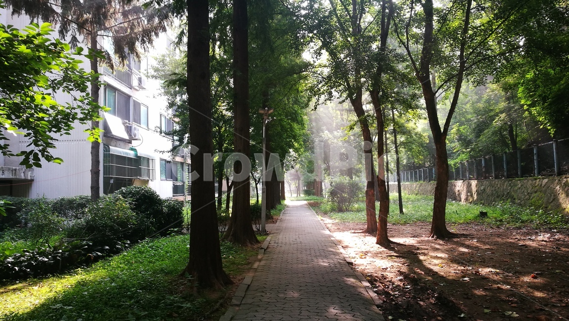 나무,풀,맑은날,햇빛,산책