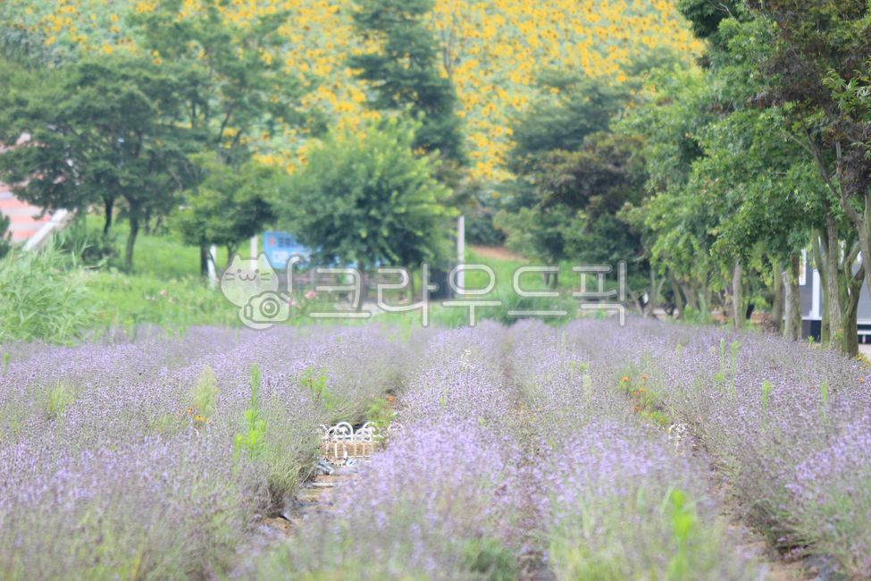 Anseong Farm Land,Anseong,plant,sight,lavender,farmland,flower