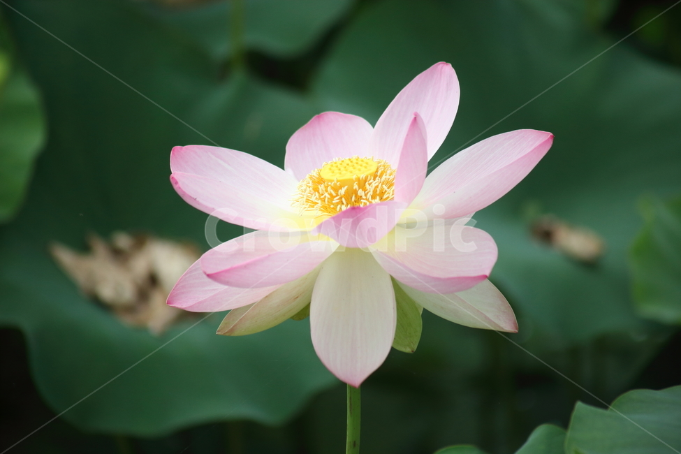 연,연꽃,꽃,수생식물,lotus