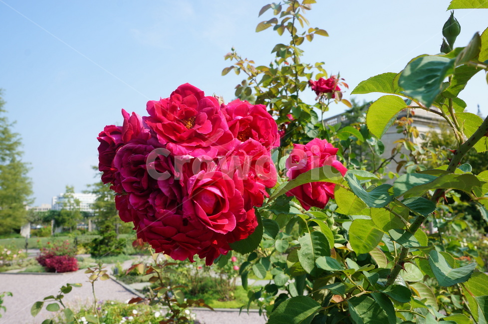 꽃,장미,공원,식물,정원,자연,flower,rose,garden,식물,자연,plants,nature,꽃,flower