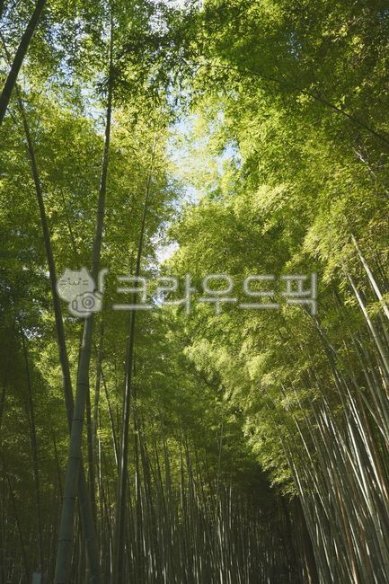 Bamboo,Bamboo Forest,Wallpaper,Green,Nature,Outdoor,Arashiyama